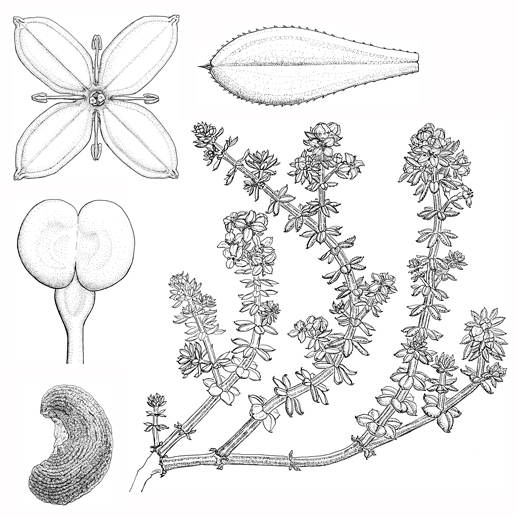 Galium arenarium
